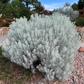 Tall Rabbitbrush